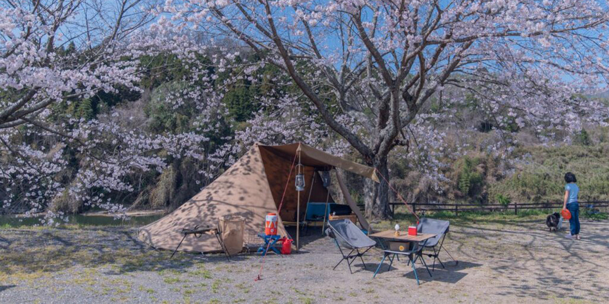 桜×キャンプを楽しむ！春限定の絶景キャンプスタイルとおすすめ過ごし方